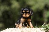 CAVALIER KING CHARLES 595